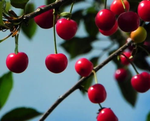 Ristorante Arianna Cavaglietto mangiare Novara carta dei dessert giugno 2025