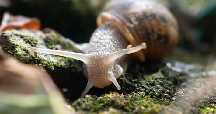 Ristorante Arianna Cavaglietto mangiare Novara menu alla carta settembre 2025